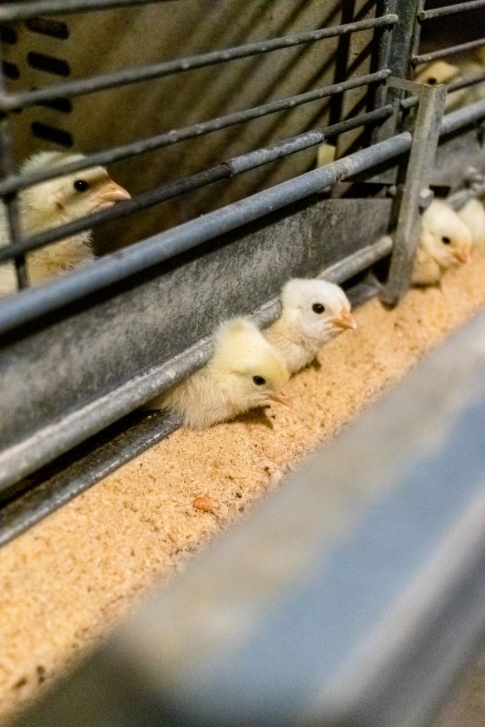 Creemos que la sanidad de nuestras aves impacta directamente en la calidad de nuestros productos y en la ética de nuestra producción.